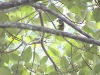 Fire-tufted Barbet