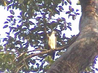 White-bellied Sea Eagle