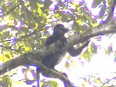 Dusky Langur