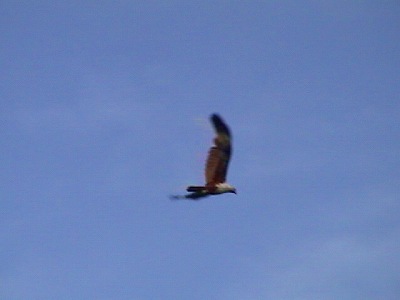 Brahminy Kite