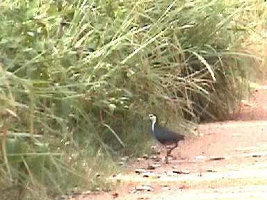ϥ饯ʡWhite-breasted Water-hen