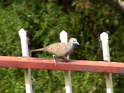 Peaceful Dove