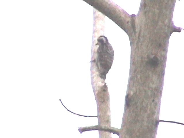 ¿ʬBrown-capped Woodpecer