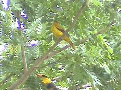 饤Black-naped Oriole