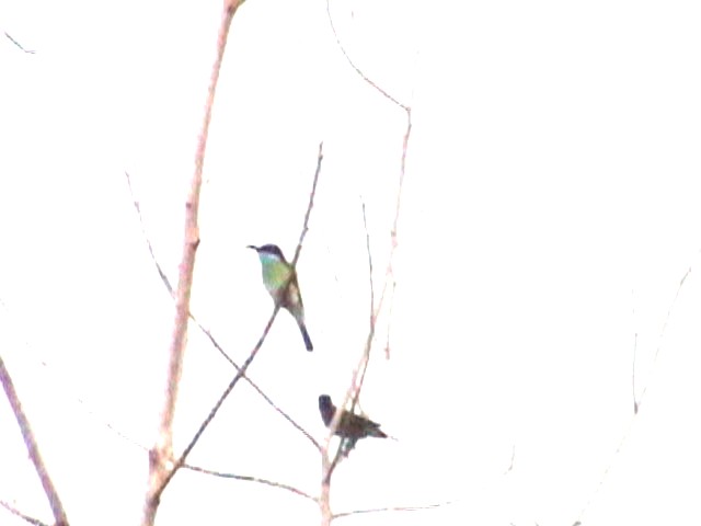 Blue-throated Bee Eater