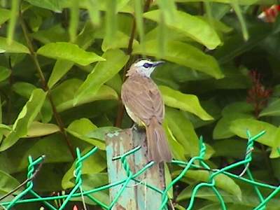 Yellow-vented Bulbul