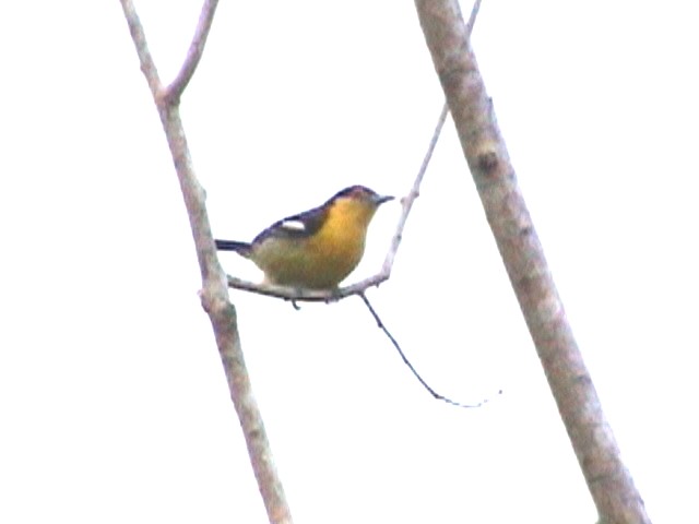 Common Iora