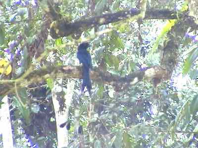 Greater Racquet-tailed Drongo