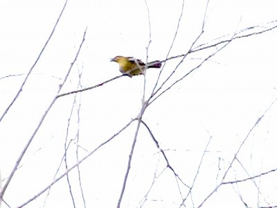 Common Iora