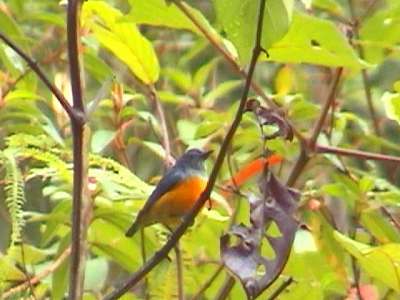 Orange-bellied FlowerpeckerMale