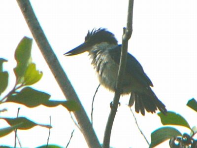 White-collared Kingfisher