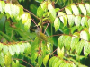 Mountain Bulbul