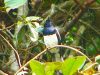 Magpie Robin