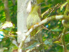 Streaked Spiderhunter