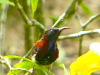 Black-throated Sunbird