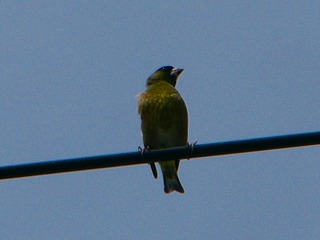 P1070270.jpg